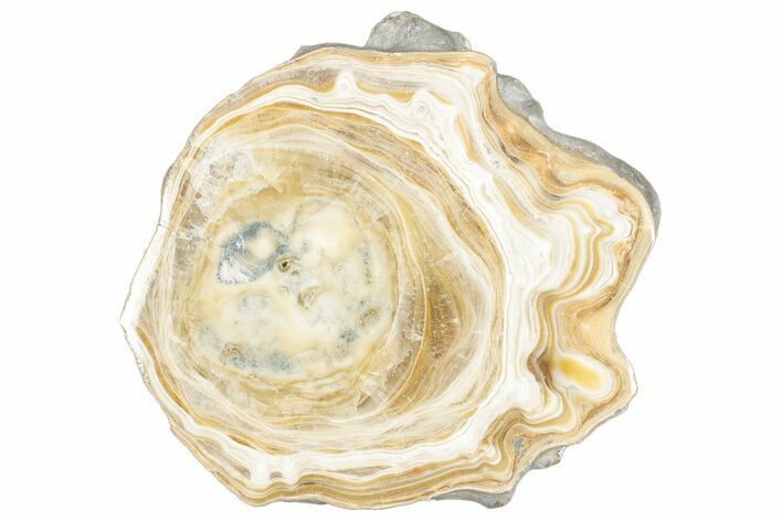 Polished Aragonite Stalactite Slice - Morocco #288652